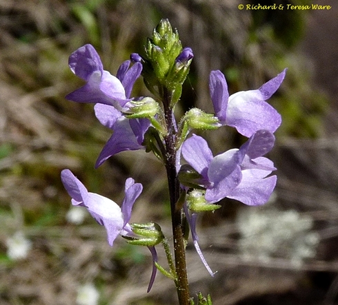 {Nuttallanthus canadensis}